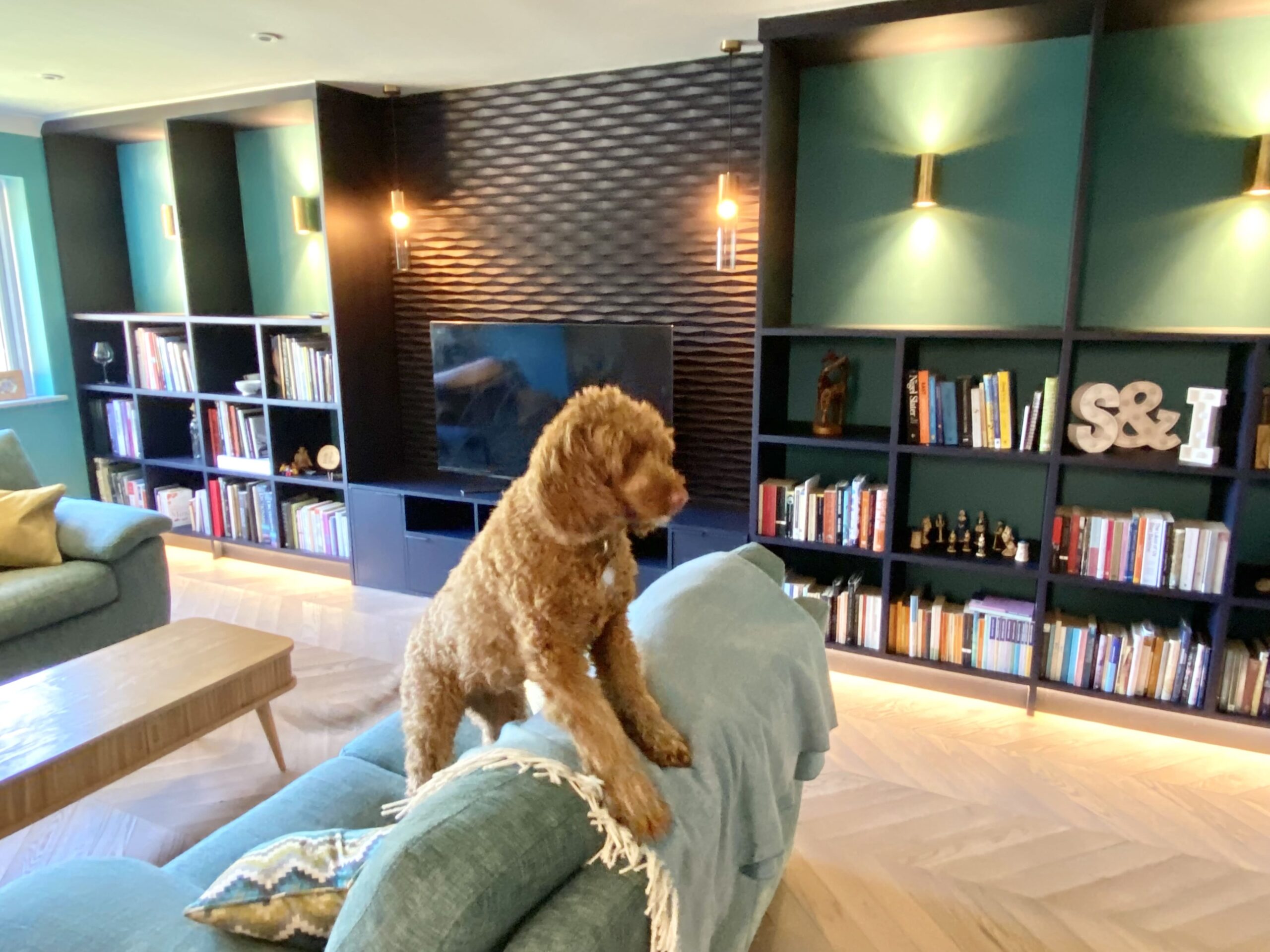 A dog standing on a sofa in front of a TV and bookshelves in a sitting room